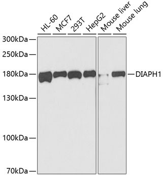DIAPH1 Antibody in Western Blot (WB)