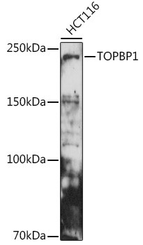 TOPBP1 Antibody in Western Blot (WB)