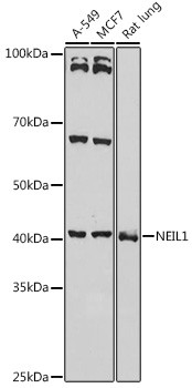 NEIL1 Antibody in Western Blot (WB)