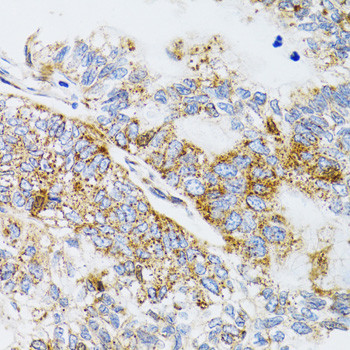 Prodynorphin Antibody in Immunohistochemistry (Paraffin) (IHC (P))