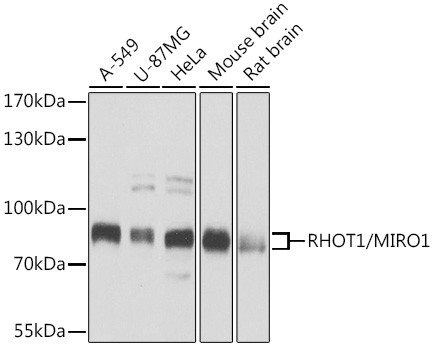 RHOT1 Antibody in Western Blot (WB)