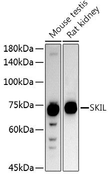 SnoN Antibody in Western Blot (WB)