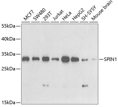 SPIN1 Antibody in Western Blot (WB)