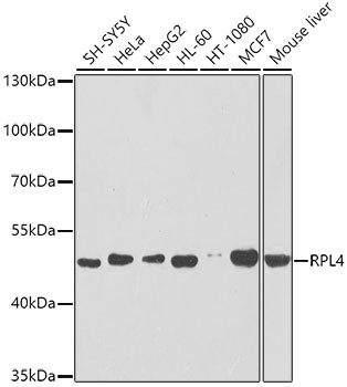 RPL4 Antibody in Western Blot (WB)