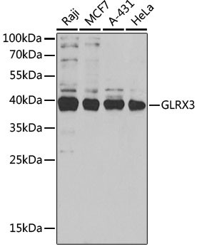 TXNL2 Antibody in Western Blot (WB)