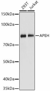 APEH Antibody in Western Blot (WB)