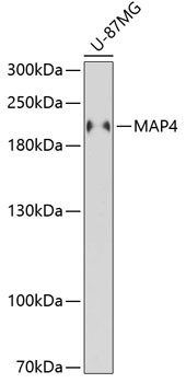 MAP4 Antibody in Western Blot (WB)