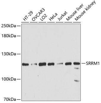 SRRM1 Antibody in Western Blot (WB)