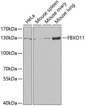 FBXO11 Antibody in Western Blot (WB)
