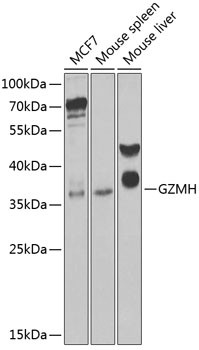 Granzyme H Antibody in Western Blot (WB)