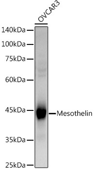 Mesothelin Antibody in Western Blot (WB)