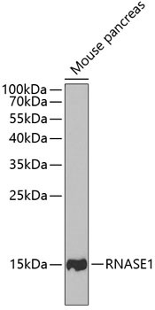 RNase1 Antibody in Western Blot (WB)