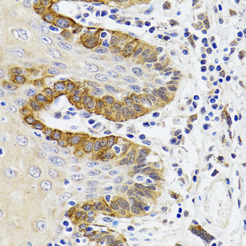 ESD Antibody in Immunohistochemistry (Paraffin) (IHC (P))
