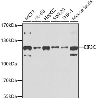 eIF3c Antibody in Western Blot (WB)