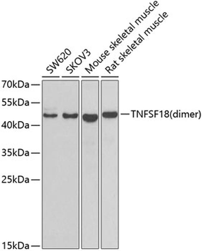 gitrl-polyclonal-antibody-pa5-96552