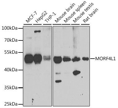 MORF4L1 Antibody in Western Blot (WB)