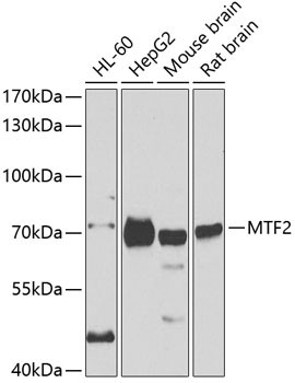 MTF2 Antibody in Western Blot (WB)