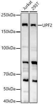 UPF2 Antibody in Western Blot (WB)