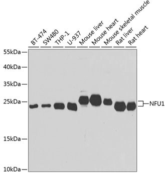 NFU1 Antibody in Western Blot (WB)