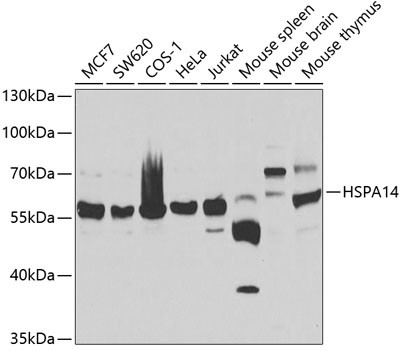 HSPA14 Antibody in Western Blot (WB)