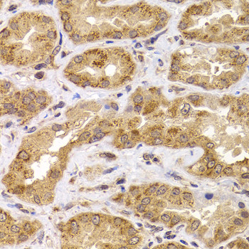 APC5 Antibody in Immunohistochemistry (Paraffin) (IHC (P))