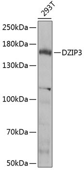 DZIP3 Antibody in Western Blot (WB)