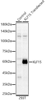 KLF15 Antibody in Western Blot (WB)