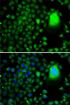 TAF5 Antibody in Immunocytochemistry (ICC/IF)