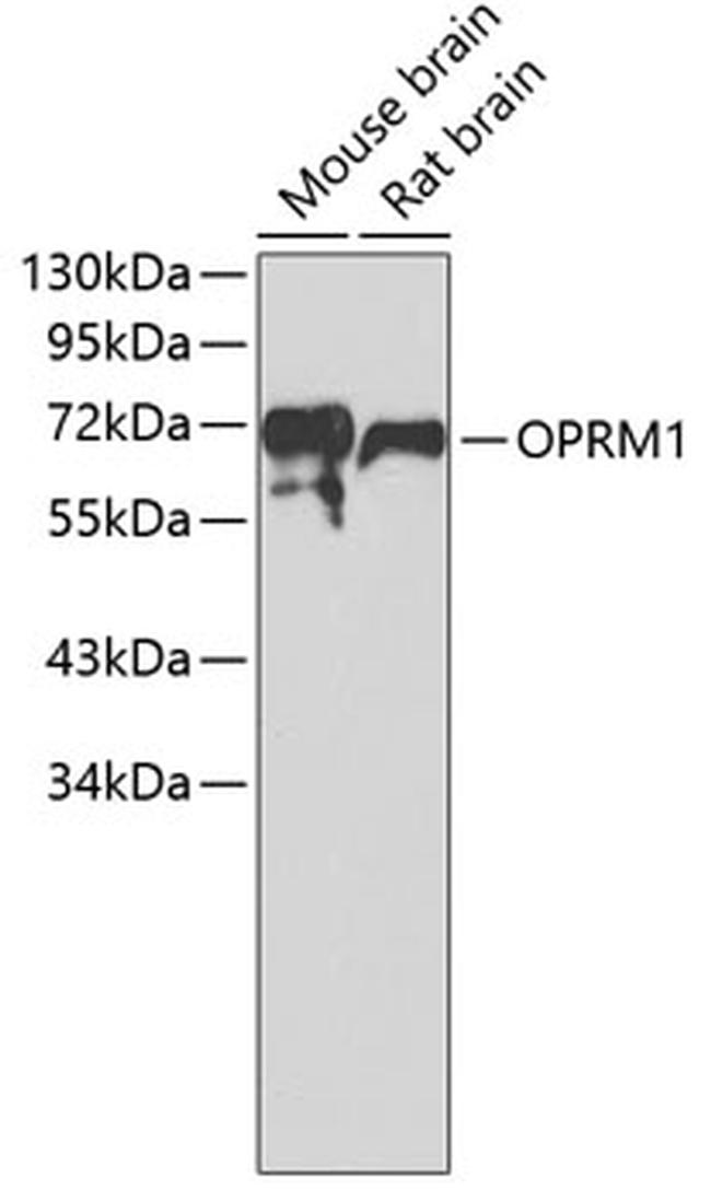 OPRM1 Antibody in Western Blot (WB)