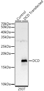DCD Antibody in Western Blot (WB)