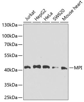 MPI Antibody in Western Blot (WB)