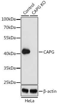 CAPG Antibody