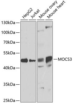 MOCS3 Antibody in Western Blot (WB)