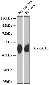 CYP2C18 Antibody in Western Blot (WB)