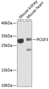 RNF3 Antibody in Western Blot (WB)