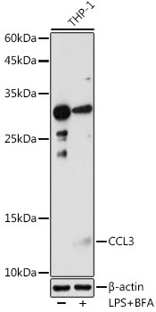 CCL3 Antibody in Western Blot (WB)