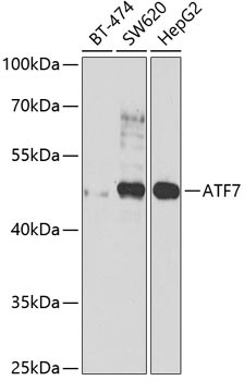 ATF7 Antibody in Western Blot (WB)