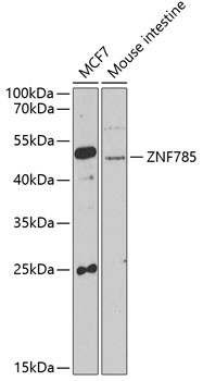 ZNF785 Antibody in Western Blot (WB)