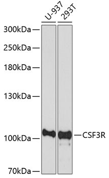 CSF3R Antibody in Western Blot (WB)