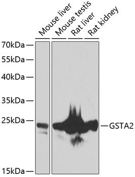 GSTA2 Antibody in Western Blot (WB)