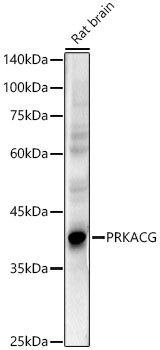 PKA gamma Antibody in Western Blot (WB)