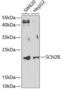 SCN2B Antibody in Western Blot (WB)