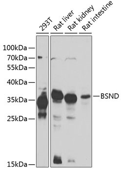 BSND Antibody in Western Blot (WB)