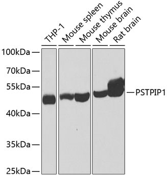 PSTPIP1 Antibody in Western Blot (WB)