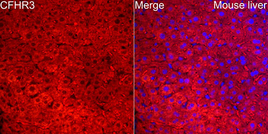 CFHR3 Antibody in Immunocytochemistry (ICC/IF)