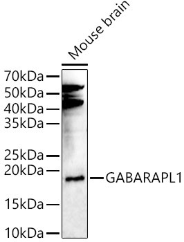 GABARAPL1 Antibody in Western Blot (WB)