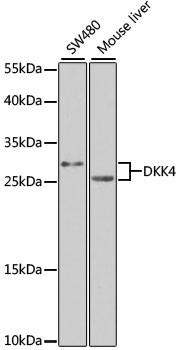 DKK4 Antibody in Western Blot (WB)