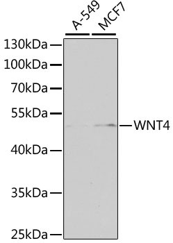 WNT4 Antibody in Western Blot (WB)
