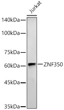 ZNF350 Antibody in Western Blot (WB)