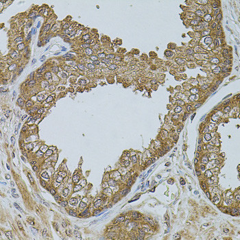 CHRFAM7A Antibody in Immunohistochemistry (Paraffin) (IHC (P))